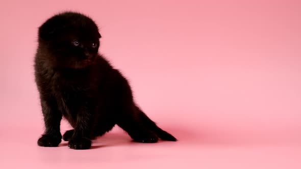 Baby kitten.Black fluffy kitten on a pink background. alt