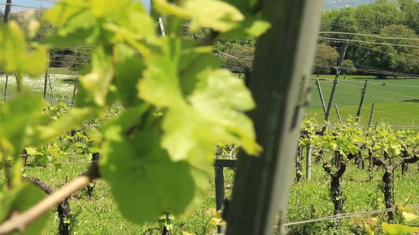 Vineyard close up tracking shot outdoor