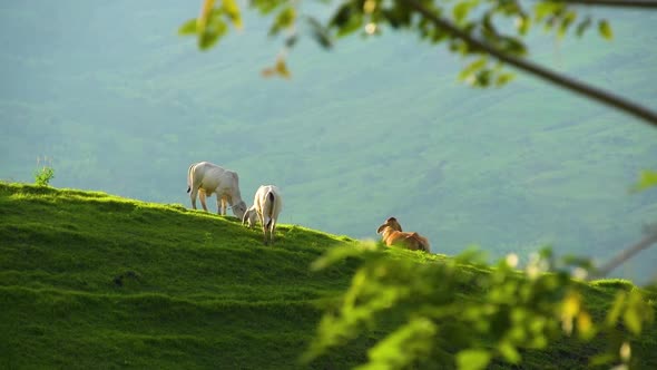 Cows grazing on a hill in Valpareiso, Colombia. alt