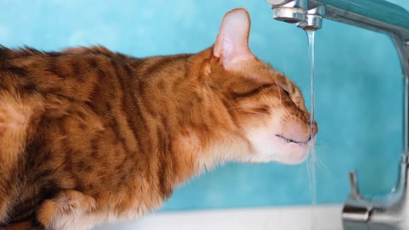Bengal Cat Drinking Water with Tongue from Water Tap. alt