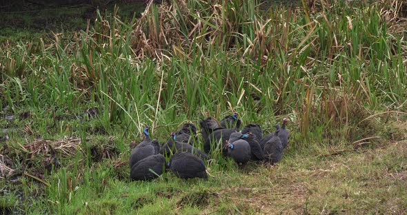 Helmeted Guineafowl, numida meleagris, Masai Mara Park in Kenya, Real Time 4K alt