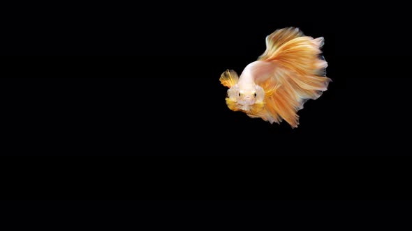 Siamese fighting fish (Betta splendens) alt