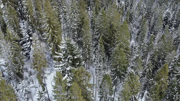 Aerial shot of snow covered spruce and pine forest. Beautiful mountains. alt