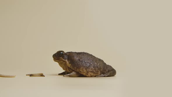 Cane Toad Bufo Marinus Eating Larva on a Beige Background in the Studio alt