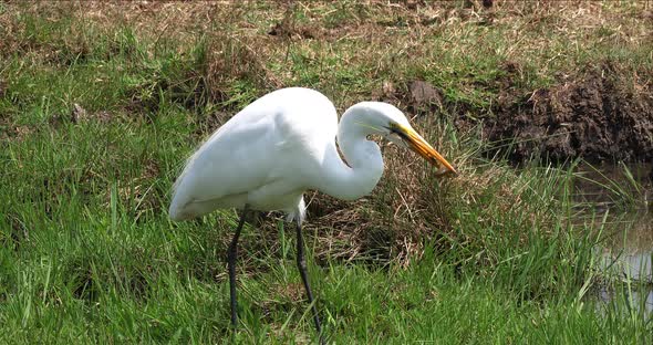 Great White Egret, egretta alba, Adult Fishing in Swamp, Nairobi Park in Kenya, Real Time 4K alt