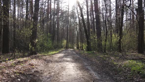 Aerial View of the Road Inside the Forest alt