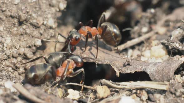 Ants At Entrance To Anthill alt