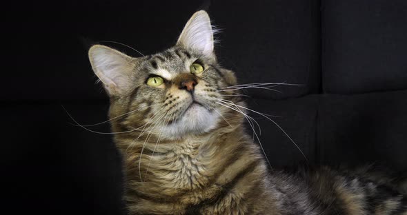 Brown Blotched Tabby Maine Coon Domestic Cat, Portrait of Male against Black Background alt