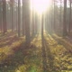Foggy Forest in Morning - VideoHive Item for Sale
