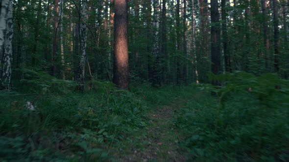 Fast running on dark dense forest path