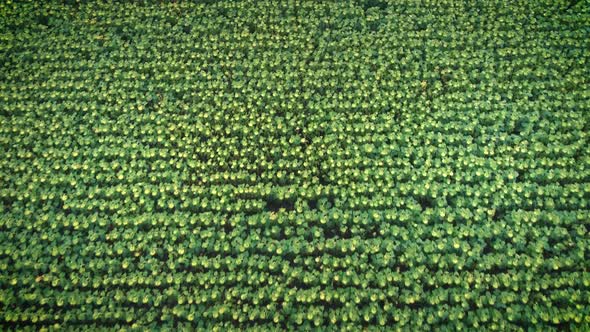 Flight Over the Field of Sunflowers alt