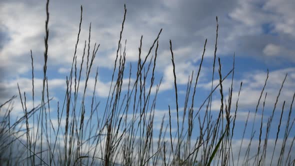 Tall Wild Grass Against the Background of Blue Sky and Clouds