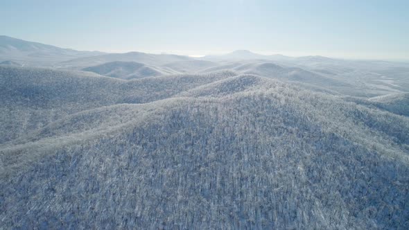 Aerial View of a Frozen Forest with Snow Covered Trees at Winter alt