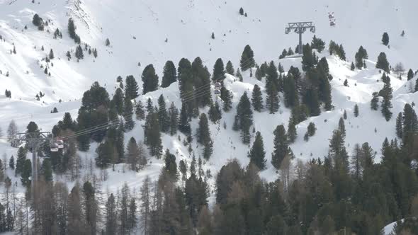 Fir trees and snow on a mountain alt
