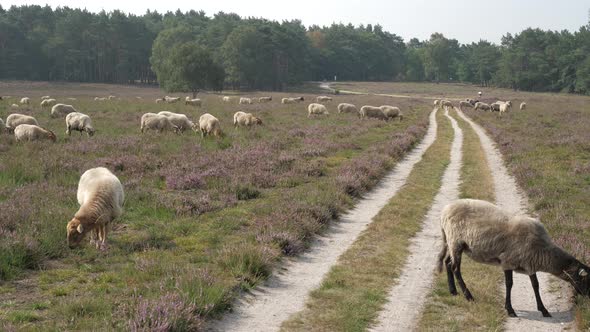 Herd of sheep grazing at the purple blooming heather in the Netherlands alt