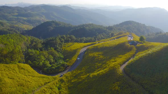Aerial view of tree Marigold or yellow flowers in national garden park and mountain hills alt