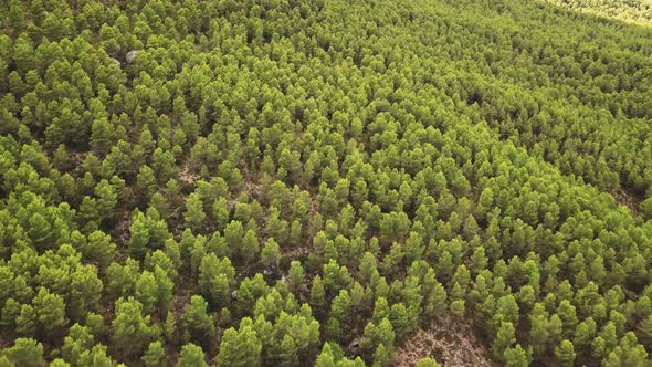Dense Woodland Revealed Mountain Ranges In Summertime. Aerial Tilt-up alt