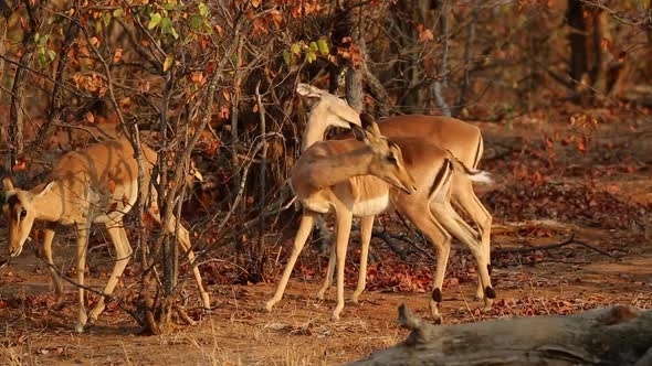 Impala Antelopes Kruger National Park alt