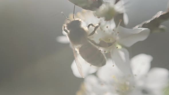 Close up honey bee on white blackthorn cherry blossom flower slow motion alt