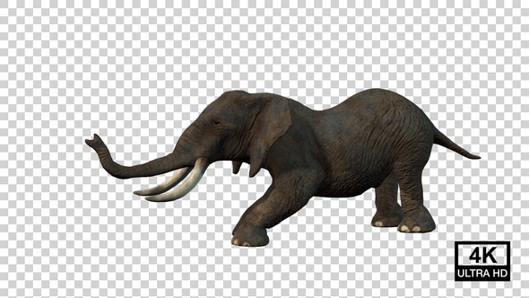 Elephant Attack Back Side View alt