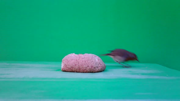 European Robin (Erithacus Rubecula Redbreasteats) with Green Screen or Chromakey alt