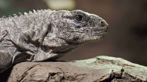 The Utila Iguana on a branch (Ctenosaura bakeri) is a critically endangered lizard species.