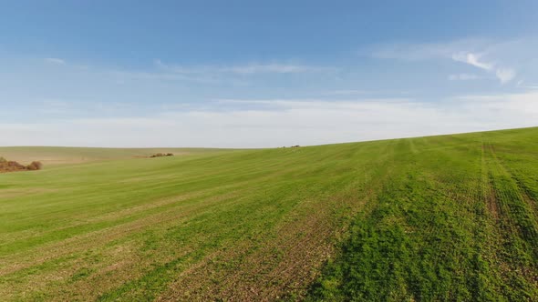 Green Whea Field in an Agricultural Landscape