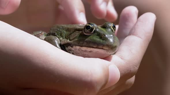Child Fingers Stroke a Green Frog in Hand in Beam Sunlight on Beach alt