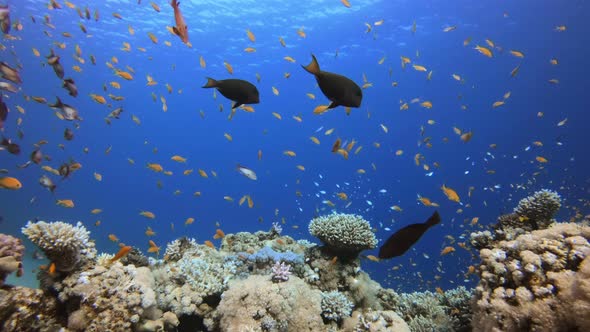 Colorful Underwater Seascape alt