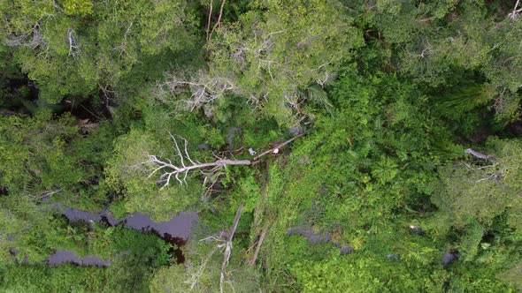 Top view local people saw tree alt