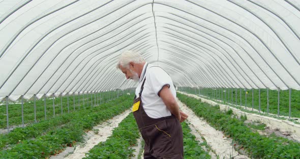 Front View of Adult Man in Special Uniform Watching Growing Red Strawberries in Safety Modern alt