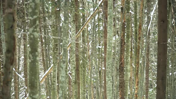 Slider Shot Moving Between Pine Trees Forest Covered in Snow