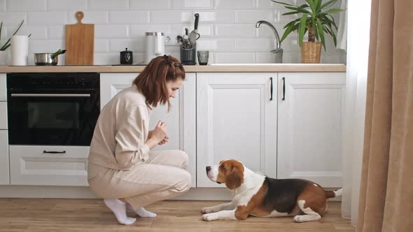 The Female Owner of the Beagle Dog Training and Treats Her Pet with a Treat alt