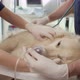 Close up of doctor&#39;s anaesthetising the dog on the table. Shot with RED helium camera in 4K. - VideoHive Item for Sale