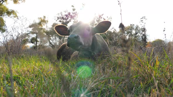 Funny Curious Cow Lying at Lawn and Looking Into Camera Stirring Ears. Cute Friendly Animal Grazing alt