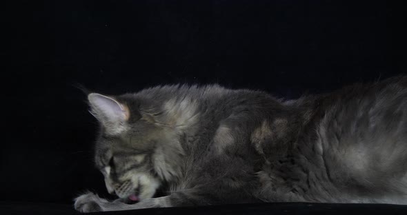 Blue Blotched Tabby Maine Coon Domestic Cat, Female laying against Black Background, Licking alt