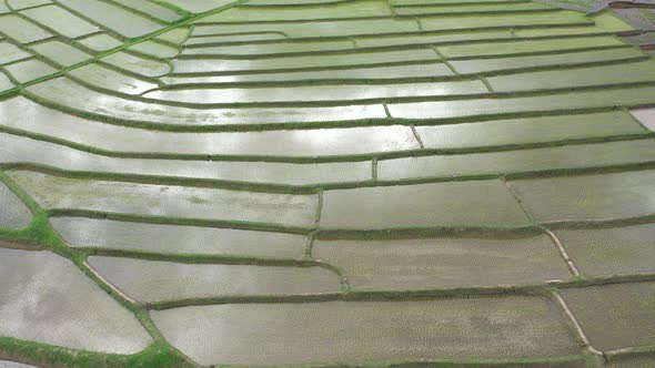 Aerial drone view of agriculture in rice on a beautiful field filled with water alt