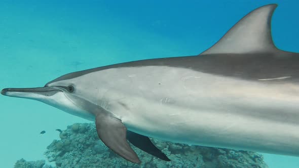 Wild Dolphin Swimming Around and Going Over the Camera Turning Into a Silhouette