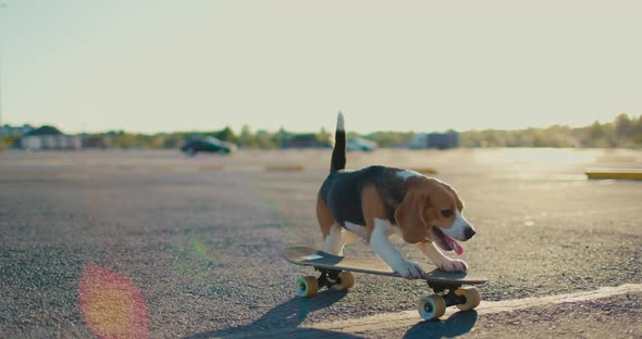 Side View of a Beagle Dog Riding a Skateboard alt