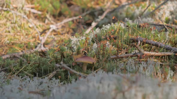A Closer Look of the Mushroom on the Nature Reserve in Espoo Finland