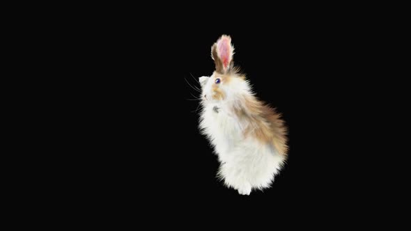 Rabbit Dancing HD alt
