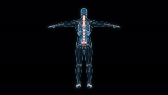 Male spine 3d hologram