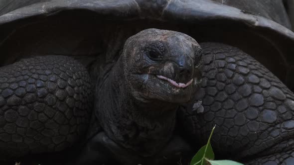 A Huge Aldabra Giant Tortoise Eats Food on a Prison Island in Zanzibar Africa alt