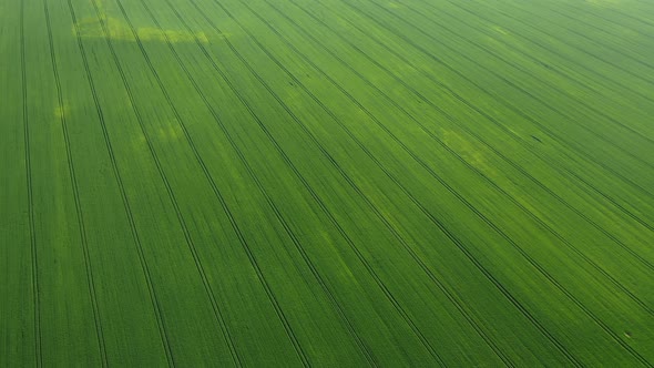 Top View of a Sown Green and Gray Field in Belarus