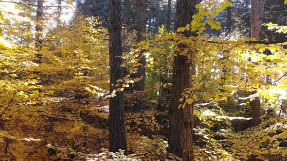 Cinematic Yellow Dry Leaves in Natural Autumn Forest