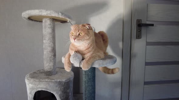 Cute funny cat playing on Furniture Scratching Deterrent Tree at home alt