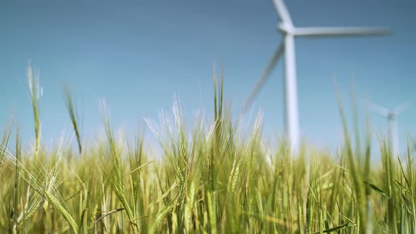 Wheat fields in summer with wind turbines in the distance