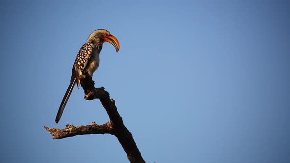 Yellow Billed Hornbill bird perched on evening branch flips its wings alt