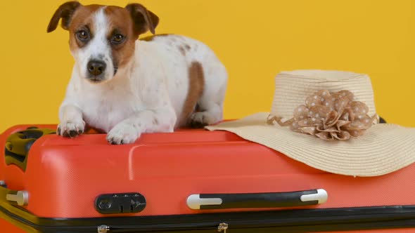 Funny little dog wearing glasses sits on a suitcase