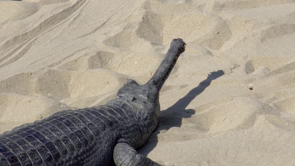 Gharial Crocodile (Gavialis Gangeticus), Also Known As the Gavial Resting on Sand alt